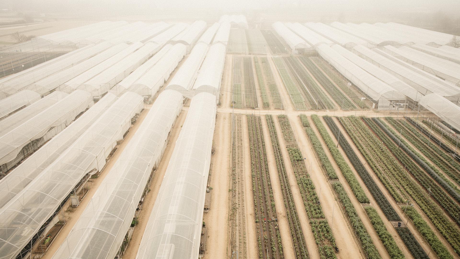 Aerial observation — nursery infrastructure read from above